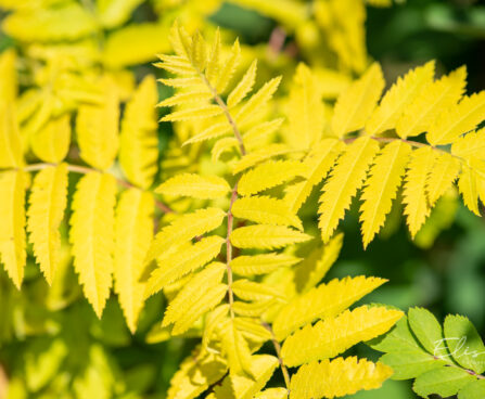 Sorbus aucuparia `Dirkenii` harilik pihlakas (2)