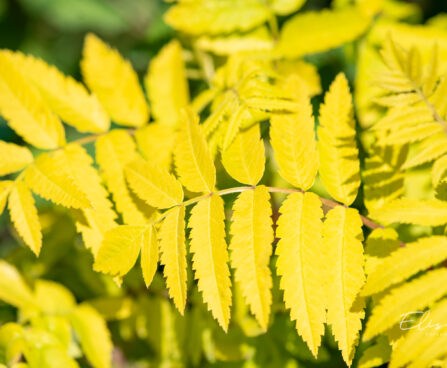 Sorbus aucuparia `Dirkenii` harilik pihlakas (3)