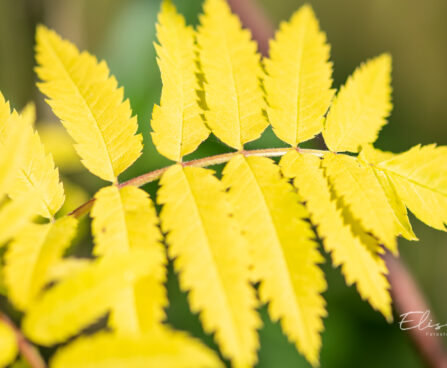 Sorbus aucuparia `Dirkenii` harilik pihlakas