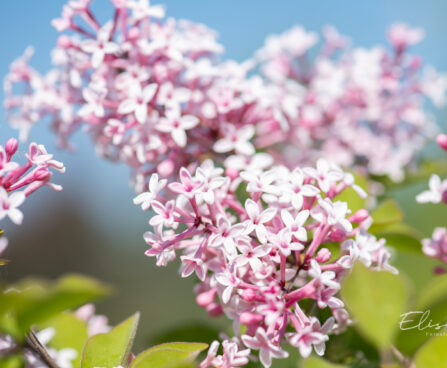 Syringa microphylla `Superba` PA väikeseleheline sirel