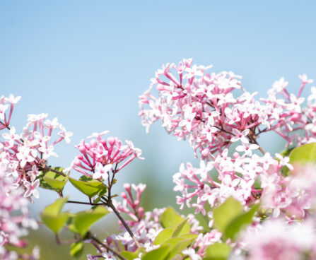 Syringa microphylla `Superba` PA väikeseleheline sirel (2)