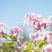 Syringa microphylla `Superba` PA väikeseleheline sirel (2)