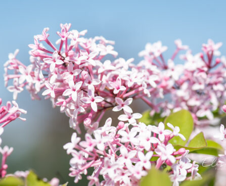 Syringa microphylla `Superba` PA väikeseleheline sirel (3)
