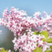 Syringa microphylla `Superba` PA väikeseleheline sirel (3)