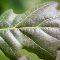 Quercus robur `Timuki` harilik tamm