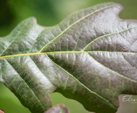 Quercus robur `Timuki` harilik tamm