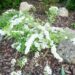 366_7335_Spiraea_cinerea_Grefsheim_2.JPG