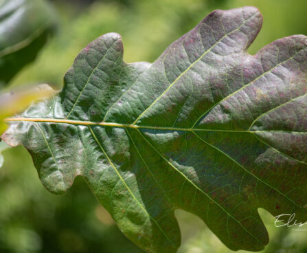 Quercus robur `Timuki` harilik tamm (2)