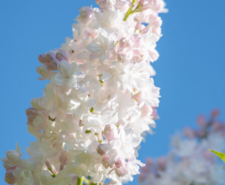 Syringa vulgaris `Krasawica Moskwy` harilik sirel (2)