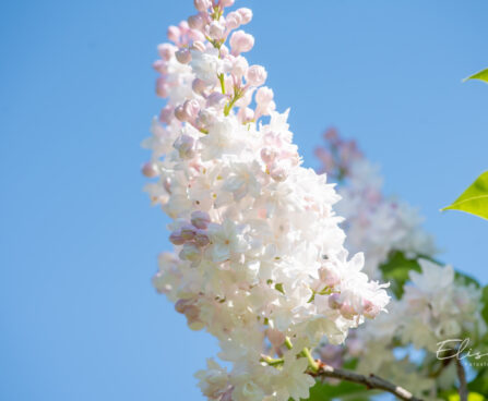 Syringa vulgaris `Krasawica Moskwy` harilik sirel