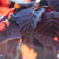 Corylus avellana `Purple Umbrella` harilik sarapuu (2)