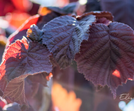 Corylus avellana `Purple Umbrella` harilik sarapuu (2)