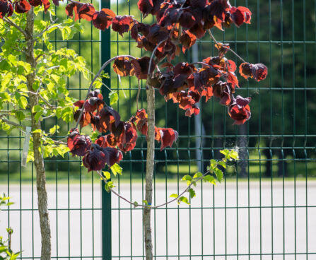 Corylus avellana `Purple Umbrella` harilik sarapuu