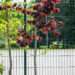 Corylus avellana `Purple Umbrella` harilik sarapuu