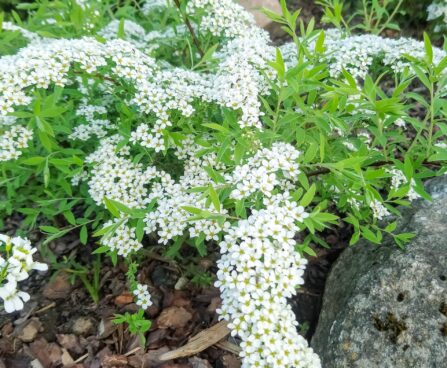 366_7336_Spiraea_cinerea_Grefsheim.JPG