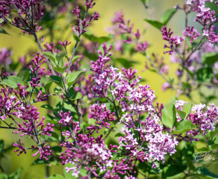 Syringa `Bloomerang Dark Purple` sirel