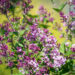 Syringa `Bloomerang Dark Purple` sirel