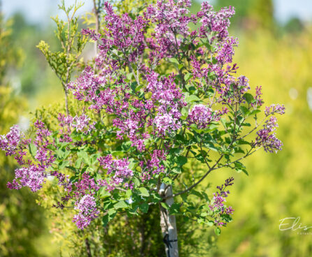 Syringa `Bloomerang Dark Purple` sirel (2)