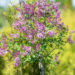 Syringa `Bloomerang Dark Purple` sirel (2)