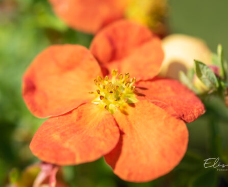 Potentilla `Red Ace` põõsasmaran