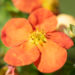 Potentilla `Red Ace` põõsasmaran