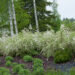 366_7995_Spiraea_cinerea_Grefsheim_.JPG