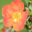 Potentilla fruticosa `Marian Red Robin`
