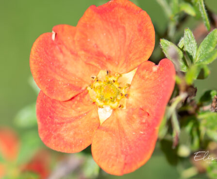 Potentilla fruticosa `Marian Red Robin`