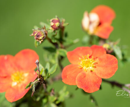 Potentilla fruticosa `Marian Red Robin` (2)