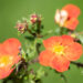 Potentilla fruticosa `Marian Red Robin` (2)