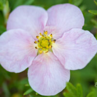 Potentilla fruticosa `Pretty Polli` põõsasmaran