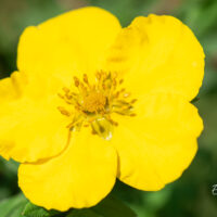 Potentilla fruticosa `Goldstar` põõsasmaran