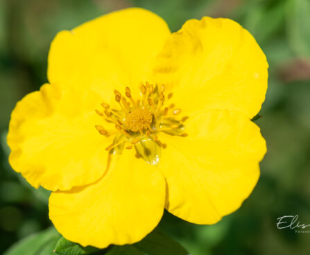 Potentilla fruticosa `Goldstar` põõsasmaran