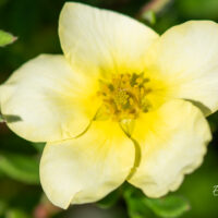 Potentilla fruticosa `Limelight` põõsasmaran