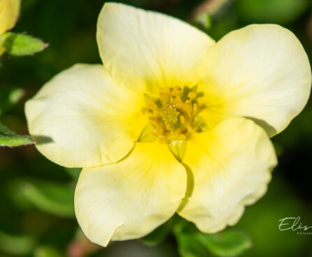 Potentilla fruticosa `Limelight` põõsasmaran