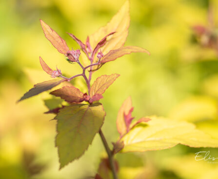 Spiraea japonica `Firelight` jaapani enelas