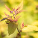 Spiraea japonica `Firelight` jaapani enelas