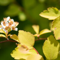 Spiraea x vanhouttei `Gold Fountain` enelas