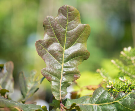 Quercus robur `Timuki` tamm