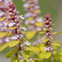 Ajuga reptans `Gold Chang` roomav akakapsas