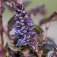 Ajuga reptans`Black Scallop` roomav akakapsas (2)