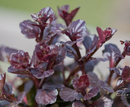 Ajuga reptans`Black Scallop` roomav akakapsas (3)