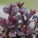 Ajuga reptans`Black Scallop` roomav akakapsas (3)