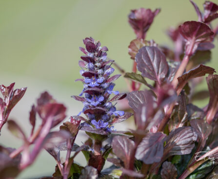 Ajuga reptans`Black Scallop` roomav akakapsas