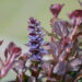 Ajuga reptans`Black Scallop` roomav akakapsas