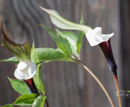 Arisaema sikokianum shikoku tulivõhk (2)