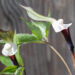 Arisaema sikokianum shikoku tulivõhk (2)