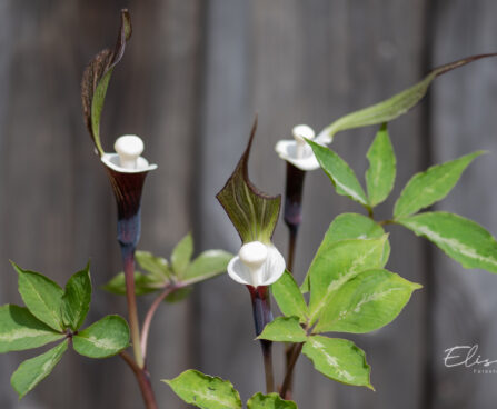 Arisaema sikokianum shikoku tulivõhk (3)