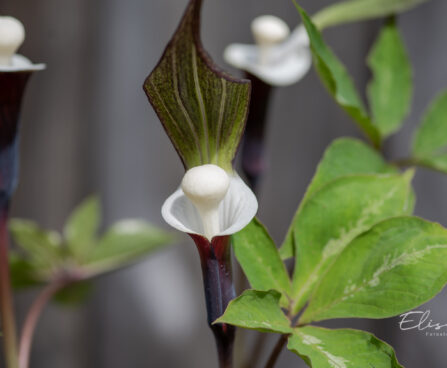 Arisaema sikokianum shikoku tulivõhk (4)