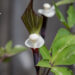 Arisaema sikokianum shikoku tulivõhk (4)